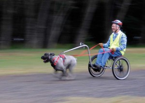 Jim Walsh with his giant schnauzer Tom doing an easy 40 km/hr