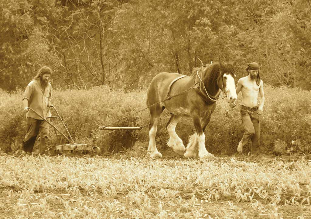 Weeding between the rows