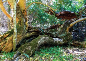 Principle 2: Catch and store energy - Old carob tree