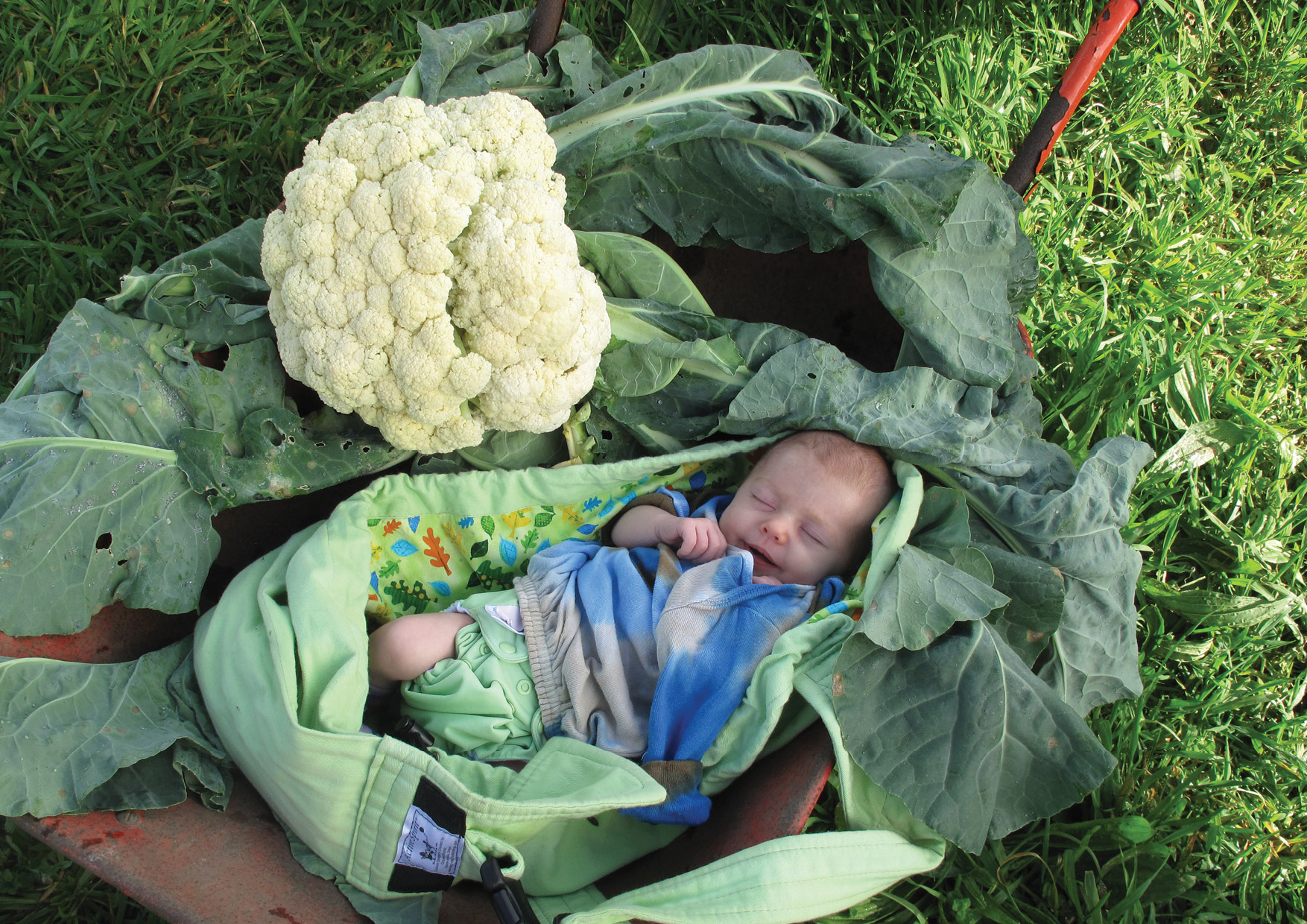 Principle 9: Use small and slow solutions - Growing a baby - and a garden