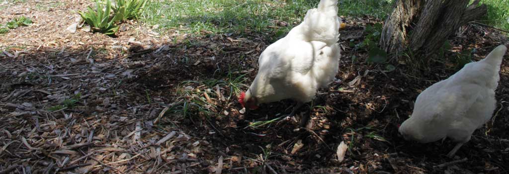 videos to inform and entertain