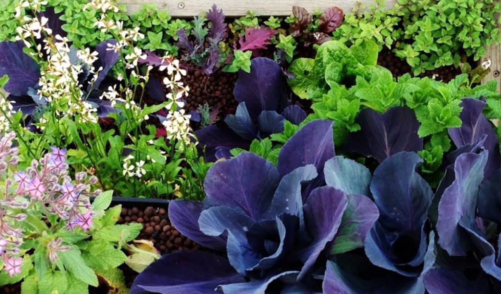 Aquaponics Garden