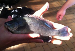 Silver Perch - highly recommended species for cooler climates