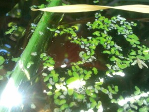 Reduce your inputs and grow duckweed