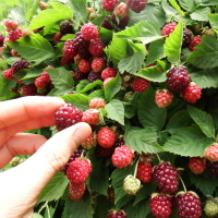 Maximising yield from Boysenberries Maximise your yield from Boysenberries