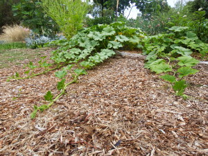 5 weeks later the pumpkin is off and racing