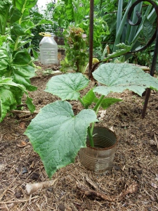 Tin cans with their base cut off work well for smaller plants.