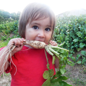 Eating a turnip straight from the garden