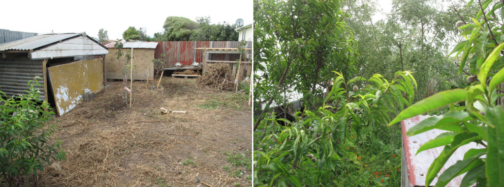 Transformation of a barren backyard into a productive perennial food system