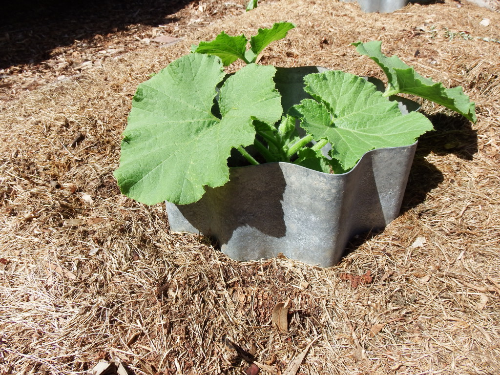 Pumpkin Guard using corrugated iron