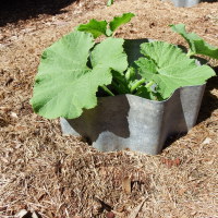 Making plant guards from scrap Pumpkin Guard using corrugated iron