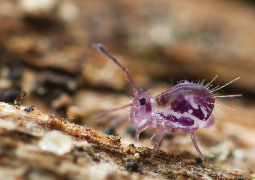 Eyeless Insect Permaculture Design Principle 1: 'Observe & Interact'