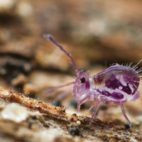 Presenting 12 more images illustrating the principles Principle 1: Observe and interact - Discovering Springtails