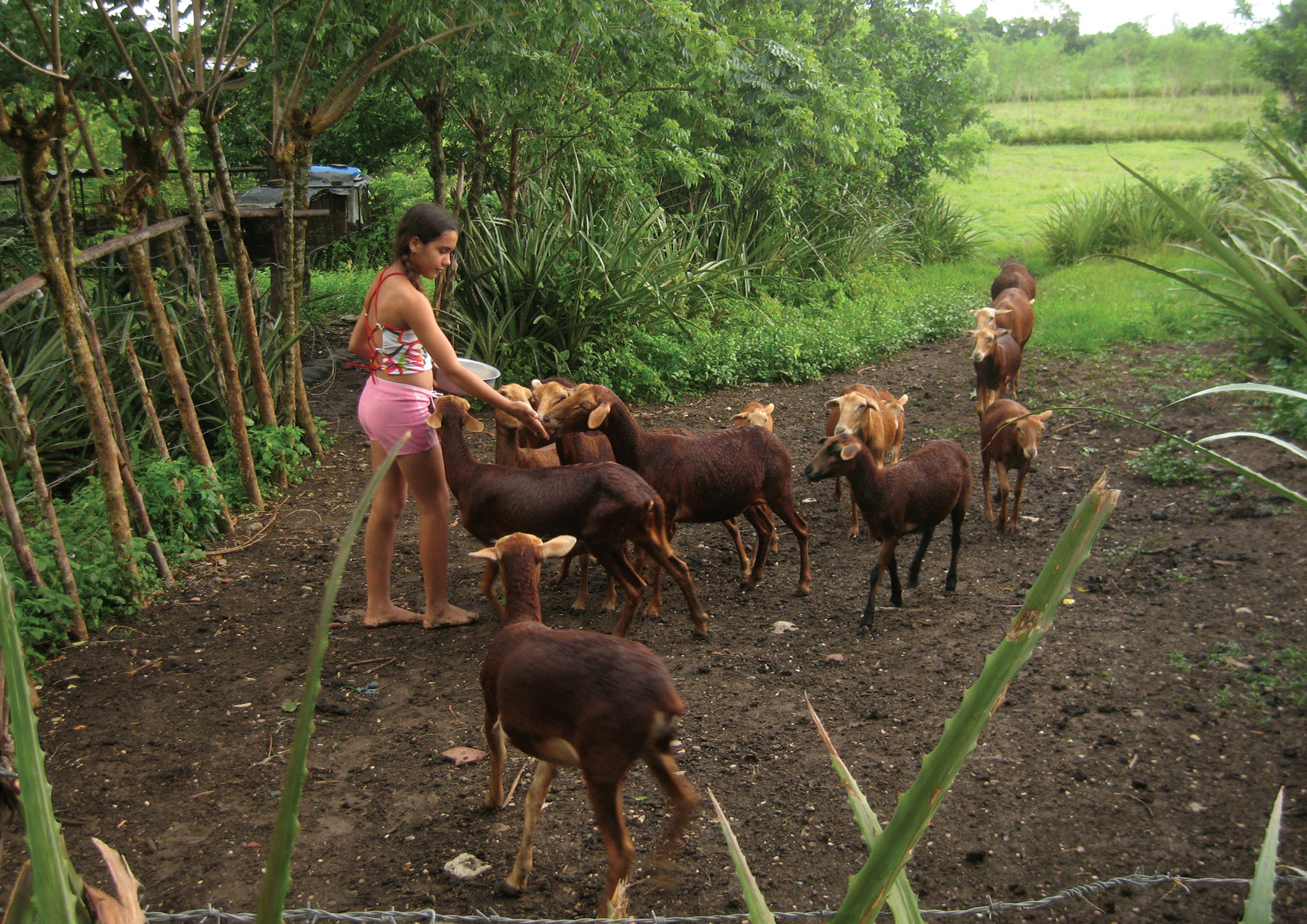 Principle 9: Use small and slow solutions - Living fences and mulchers