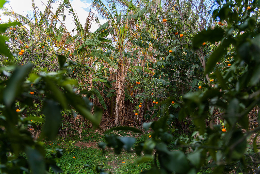 Juan Anton's Edible Forest