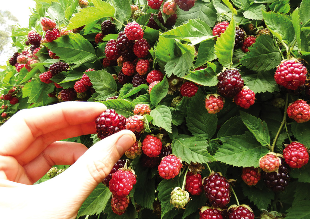 Principle 3: Obtain a yield - Berries in the laneway