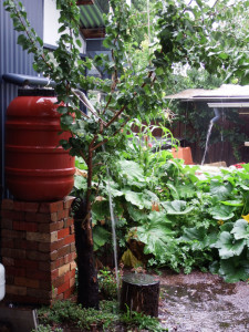 AH rainwater barrel overflowing