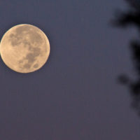 Can moonlight affect plant growth? Photo: Don McCullough