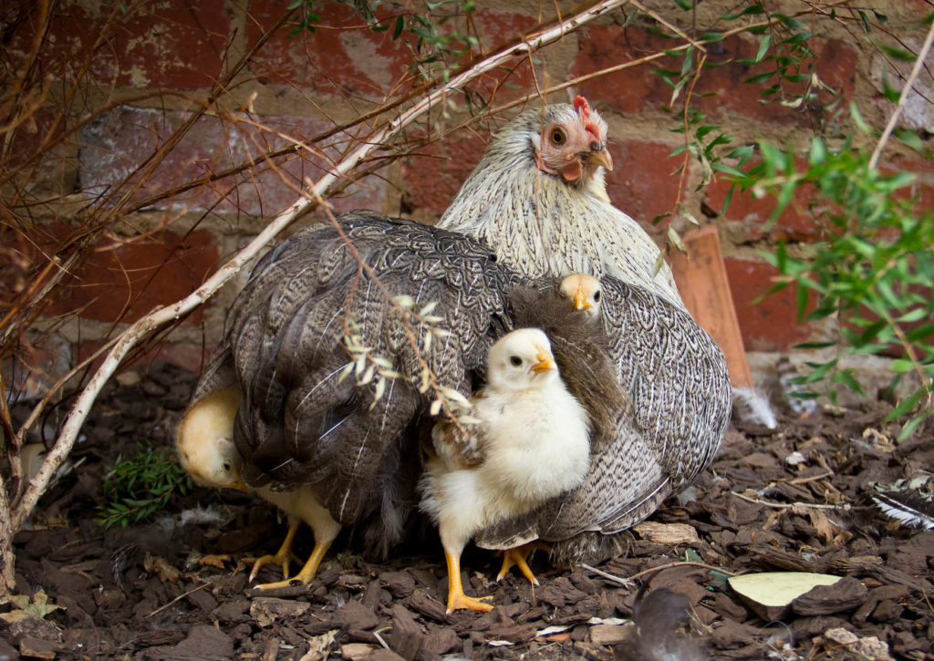 2019 Permaculture Calendar: Principle 8